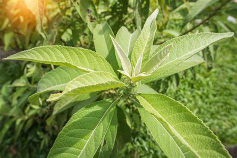 sambong in cebuano